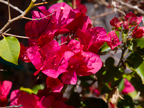Bougainvillea