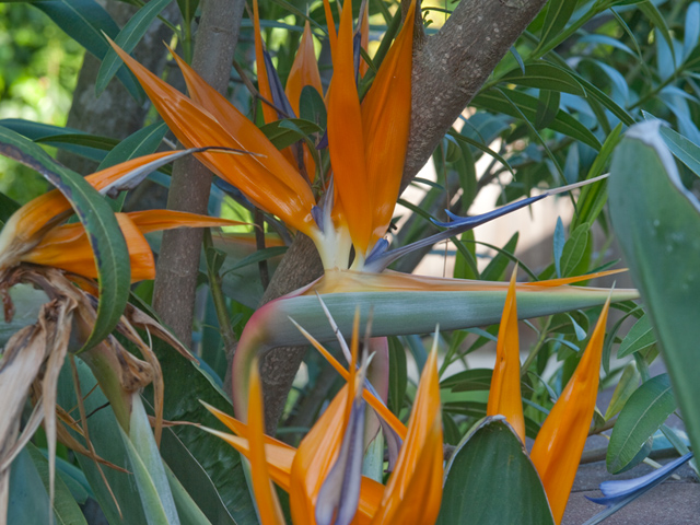 Bird Of Paradise  - Home For Sale