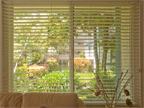 Living Room Window 