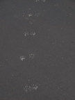 Wildlife Tracks 