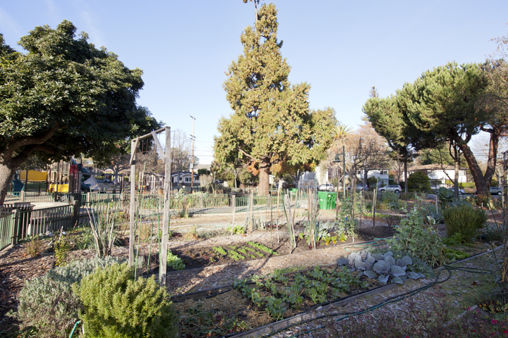 Johnson Park community garden - Palo Alto