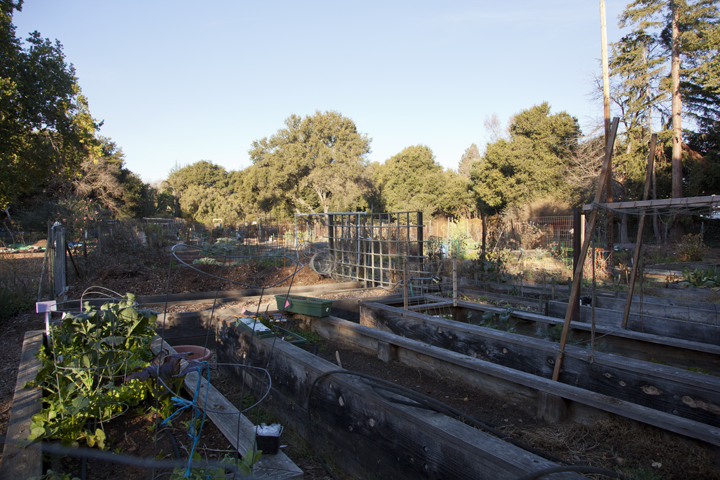 Pardee Park community garden