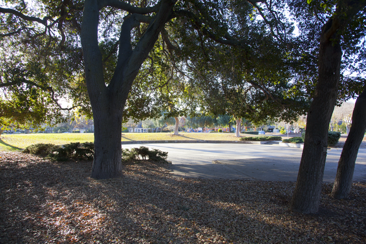 Pardee Park skate rink