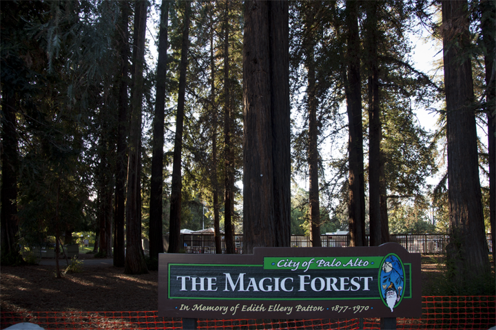 Rinconada Park redwood grove