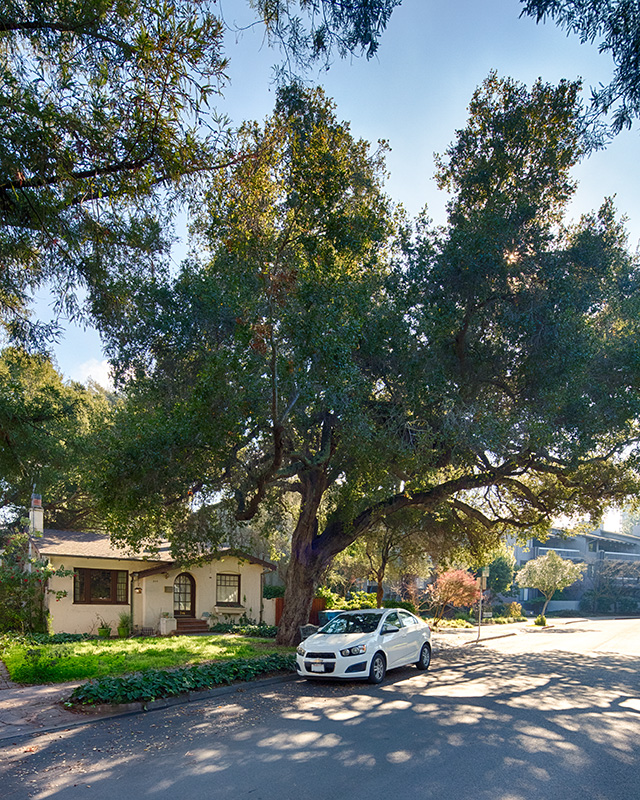 Pacific Live Oak over 100 years old