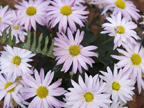 3121 Los Prados St 2, San Mateo 94403 - Pink Flowers 