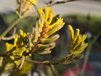 1437 S Wolfe Rd, Sunnyvale 94087 - Plant2 