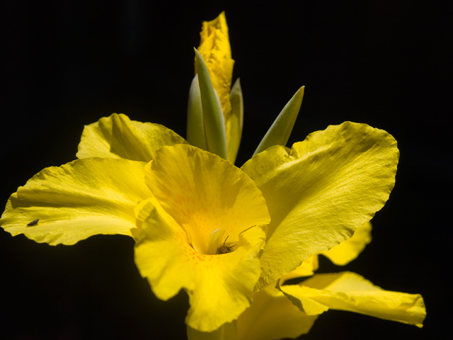 Yellow Flower  picture - 181 El Verano Ave, Palo Alto 94306