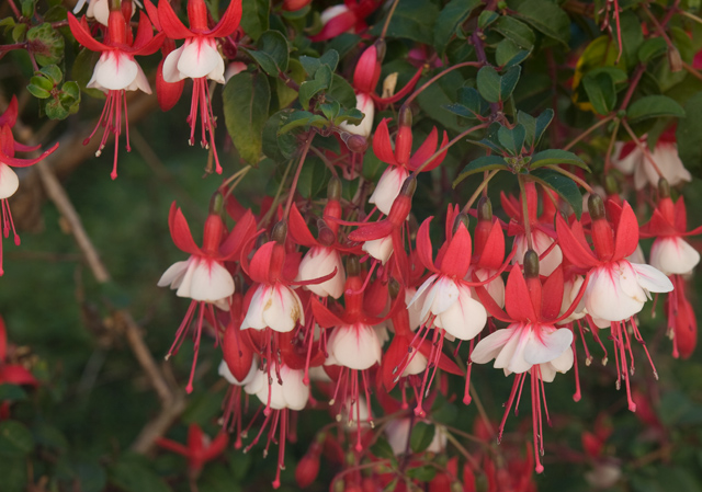 Fuschia  picture - 994 Loma Verde Ave, Palo Alto 94303