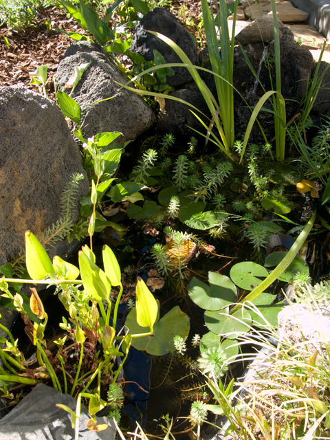 Pond  picture - 994 Loma Verde Ave, Palo Alto 94303