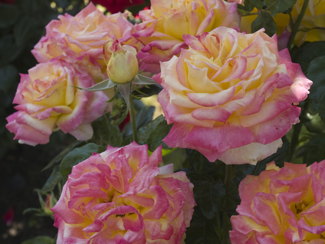 Roses  picture - 575 Madison Way, Palo Alto 94303