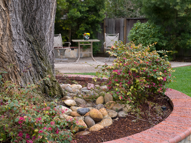 Backyard Tree  picture - 871 Sycamore Dr, Palo Alto 94303