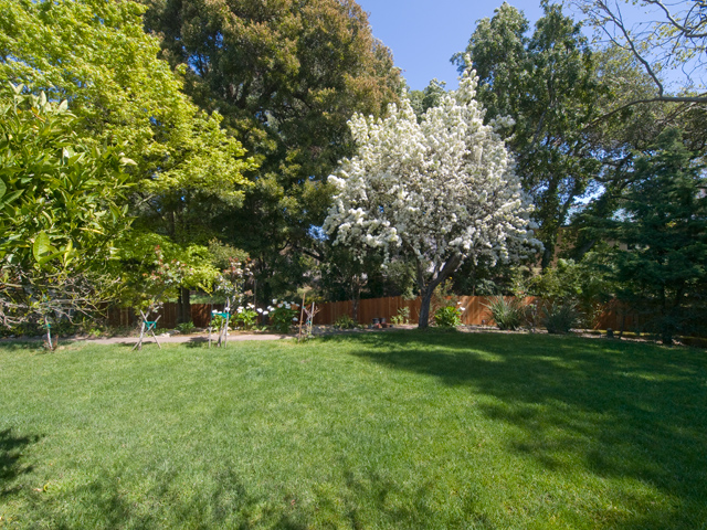 Apple Tree Picture - 605 W Hillsdale Blvd, San Mateo 94403 Apple Tree picture - 605 W Hillsdale Blvd, San Mateo 94403