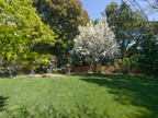 605 W Hillsdale Blvd, San Mateo 94403 - Apple Tree 