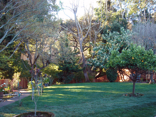 Backyard Picture - 605 W Hillsdale Blvd, San Mateo 94403 Backyard picture - 605 W Hillsdale Blvd, San Mateo 94403