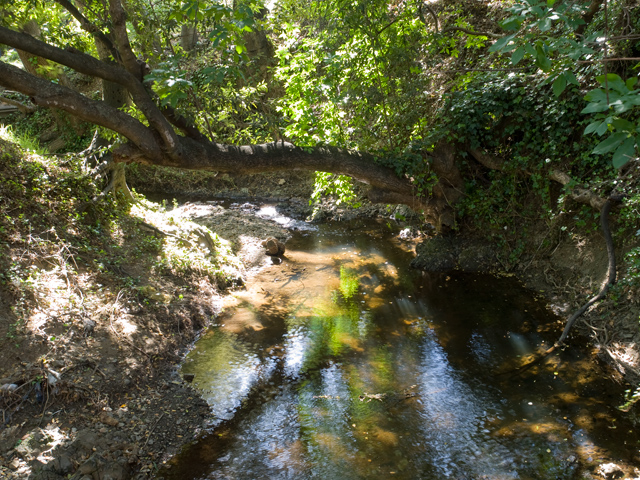 Creek (B) picture - 605 W Hillsdale Blvd, San Mateo 94403