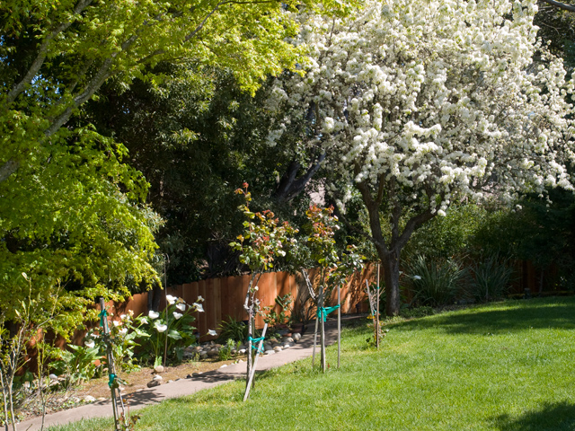 Maple Apple  picture - 605 W Hillsdale Blvd, San Mateo 94403