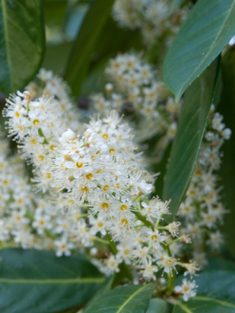 Spirea  picture - 605 W Hillsdale Blvd, San Mateo 94403