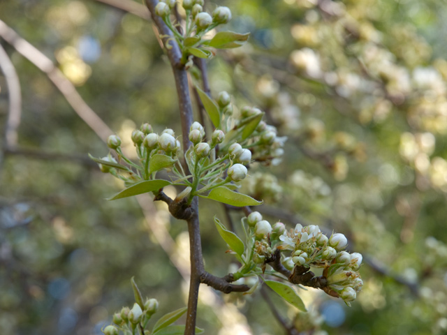 Tree Blossom  picture - 605 W Hillsdale Blvd, San Mateo 94403