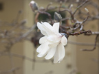 Star Magnolia 