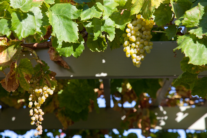 Grapes  picture - 744 Lois Ave, Sunnyvale 94087
