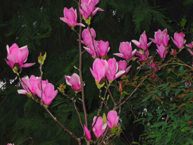 Magnolia  picture - 744 Lois Ave, Sunnyvale 94087