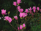 Magnolia 