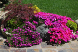 Patio Flowers 