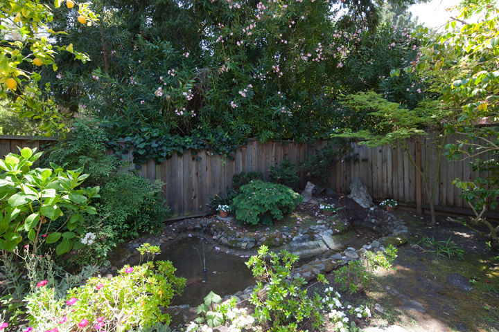 Garden Pond  picture - 3310 Louis Rd, Palo Alto 94303
