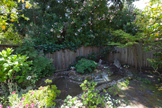 Garden Pond 