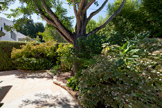 265 Tennyson Ave, Palo Alto 94301 - Backyard (A)