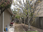 300 Mullet Ct, Foster City 94404 - Side Yard (A)
