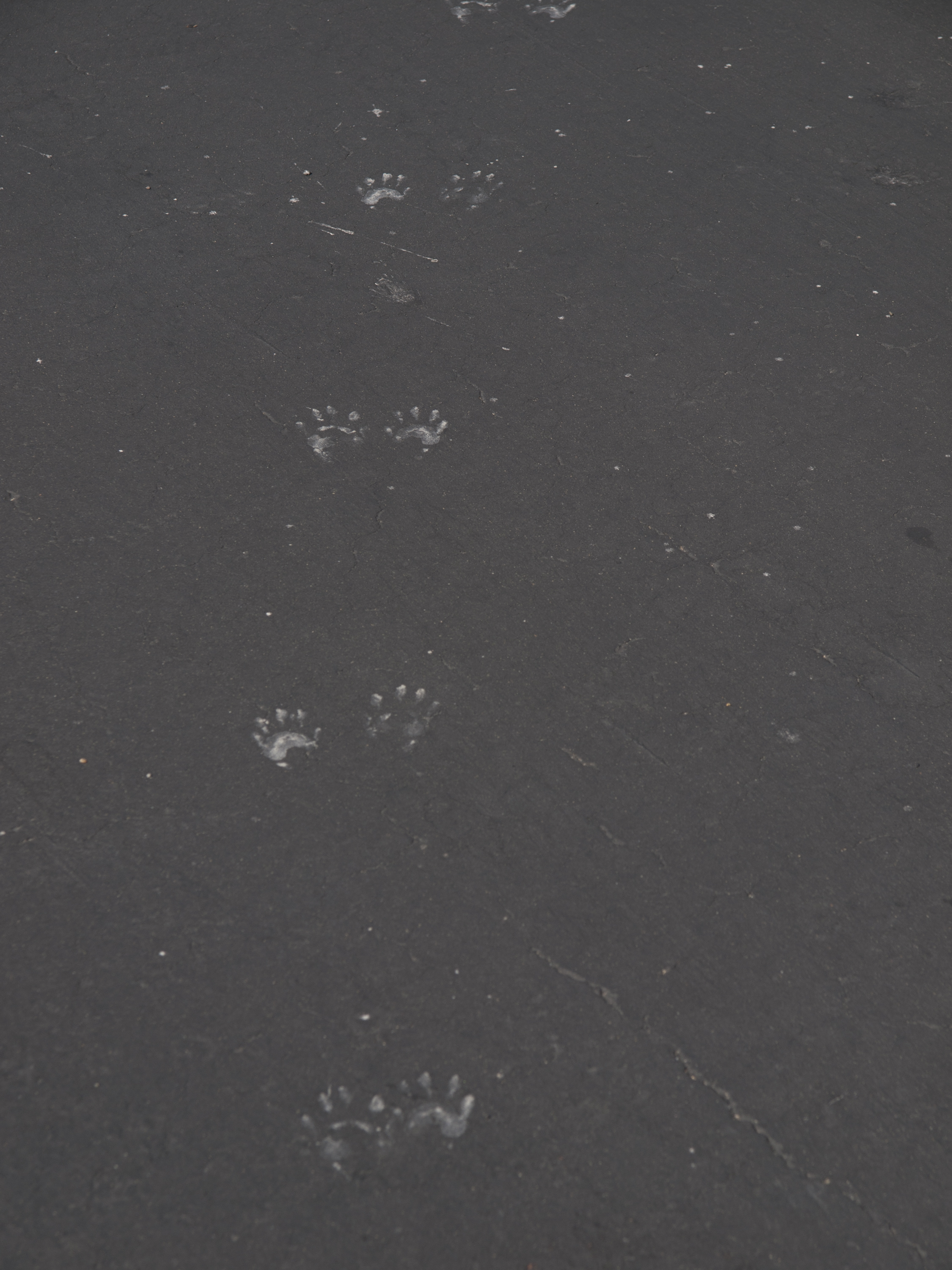 Wildlife Tracks - Beacon Shores Neighborhood