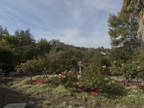 27197 Black Mountain Rd, Los Altos 94022 - Backyard (A)