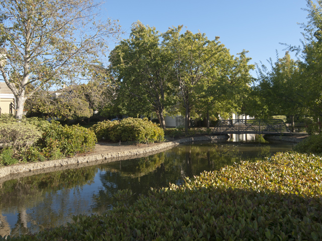 Back Yard (C) picture - 810 Corriente Point Dr, Redwood Shores 94065