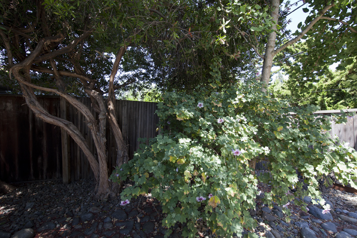 Rose Of Sharon  picture - 737 E Charleston Rd, Palo Alto 94303