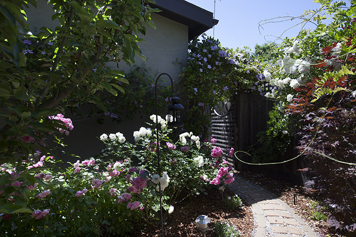 Garden picture - 2251 Harvard St, Palo Alto 94306