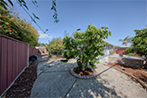 783 Cornell Dr, Santa Clara 95051 - Back Yard (A)
