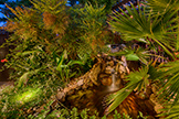 22430 Cupertino Rd, Cupertino 95014 - Backyard (L)