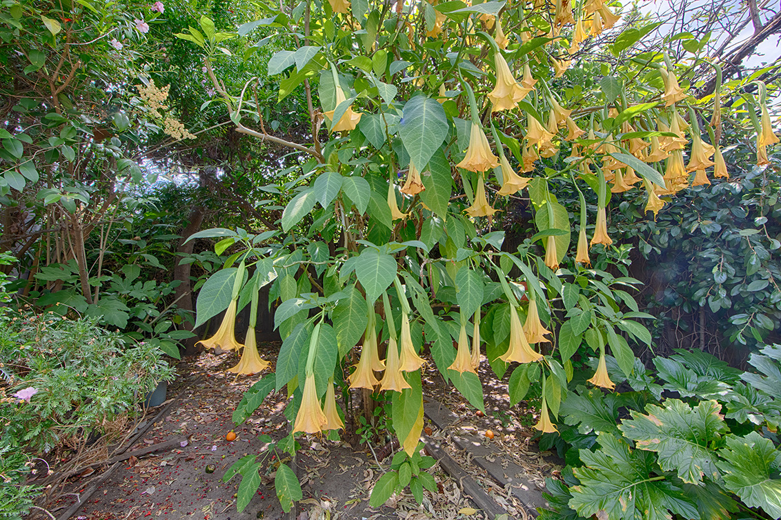 Angel Trumpet (A) Picture - 4785 Corrales Dr, San Jose 95136 Angel Trumpet (A) picture - 4785 Corrales Dr, San Jose 95136