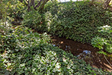 3502 Emma Ct, Palo Alto 94306 - Creek (A)