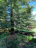 1100 Sharon Park Dr #2, Menlo Park 94025 - Golf (A)