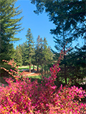 1100 Sharon Park Dr #2, Menlo Park 94025 - Golf (N)