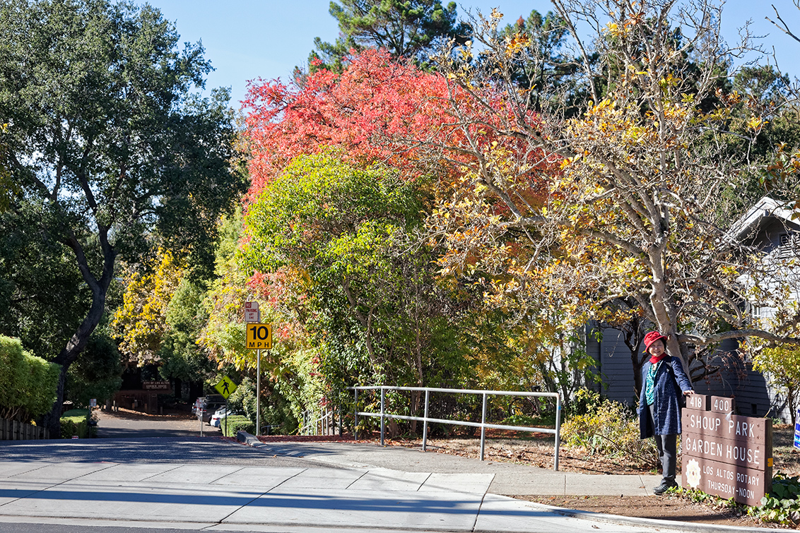 Shoup Park - Los Altos, CA